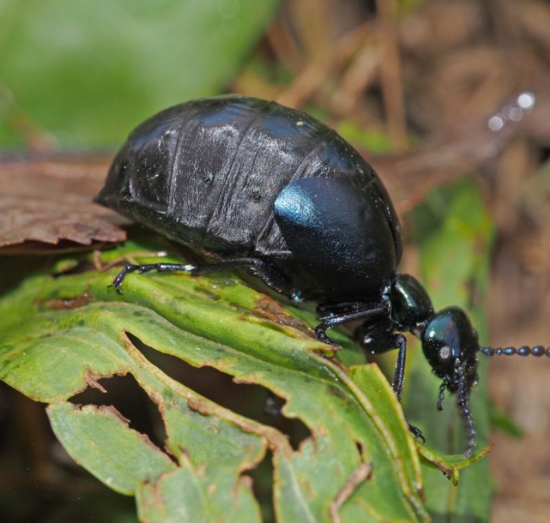 Creatura stranissima trovata nella Lunigiana: Meloe sp.